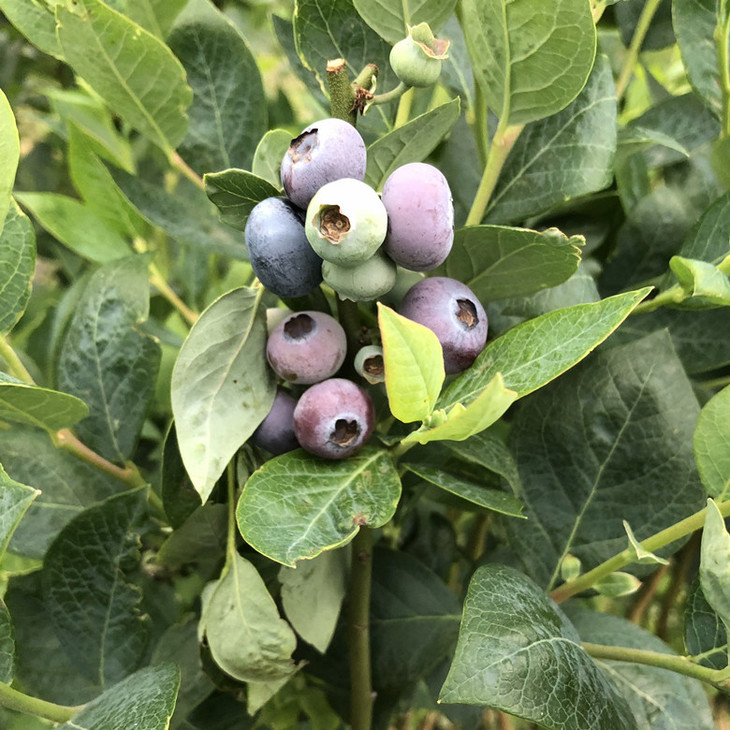 【理山食集】高山蓝莓丨护眼星星果丨顺丰包邮 一份3