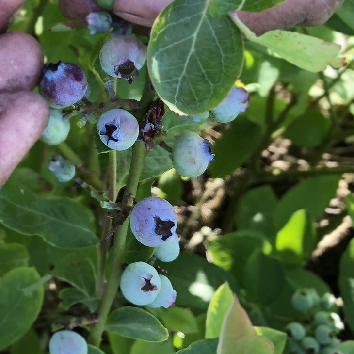 【理山食集】高山蓝莓丨护眼星星果丨顺丰包邮 一份3