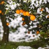 优格匠法式低糖臍橙鲜果酱 Orange Jam 商品缩略图11