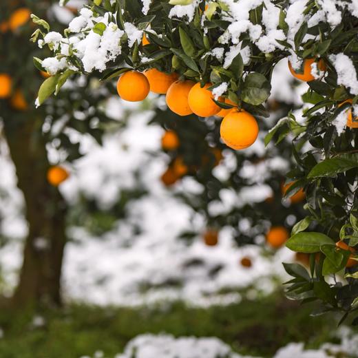 优格匠法式低糖臍橙鲜果酱 Orange Jam 商品图11