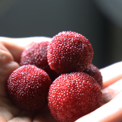 合作生产 | 生态杨梅 商品图0