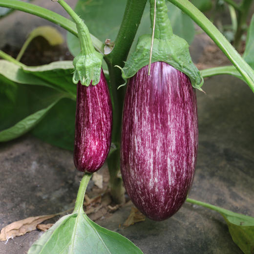 密云农家种植花茄子400g 新鲜现摘 时令蔬菜 长茄子 紫茄子 商品图4