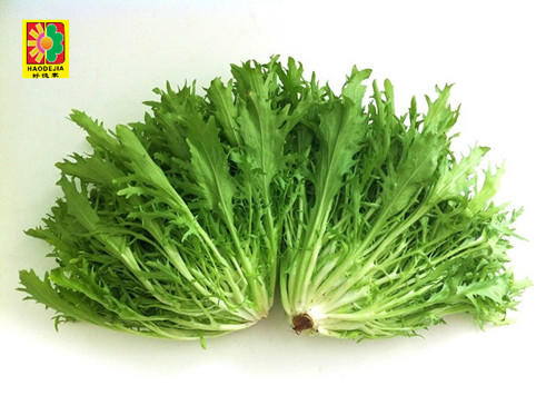 【百汇到家】苦苣 商品图0