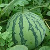 【清凉一夏】正宗麒麟瓜 包熟 包甜 商品缩略图1