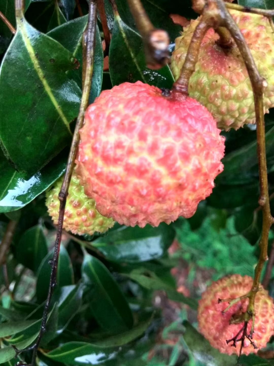 纯种鸭头绿顶级桂味