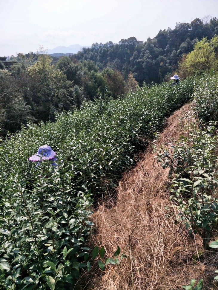 茶园位于福建省福鼎市点头镇举州村,海拔约600米,已达无公害茶园