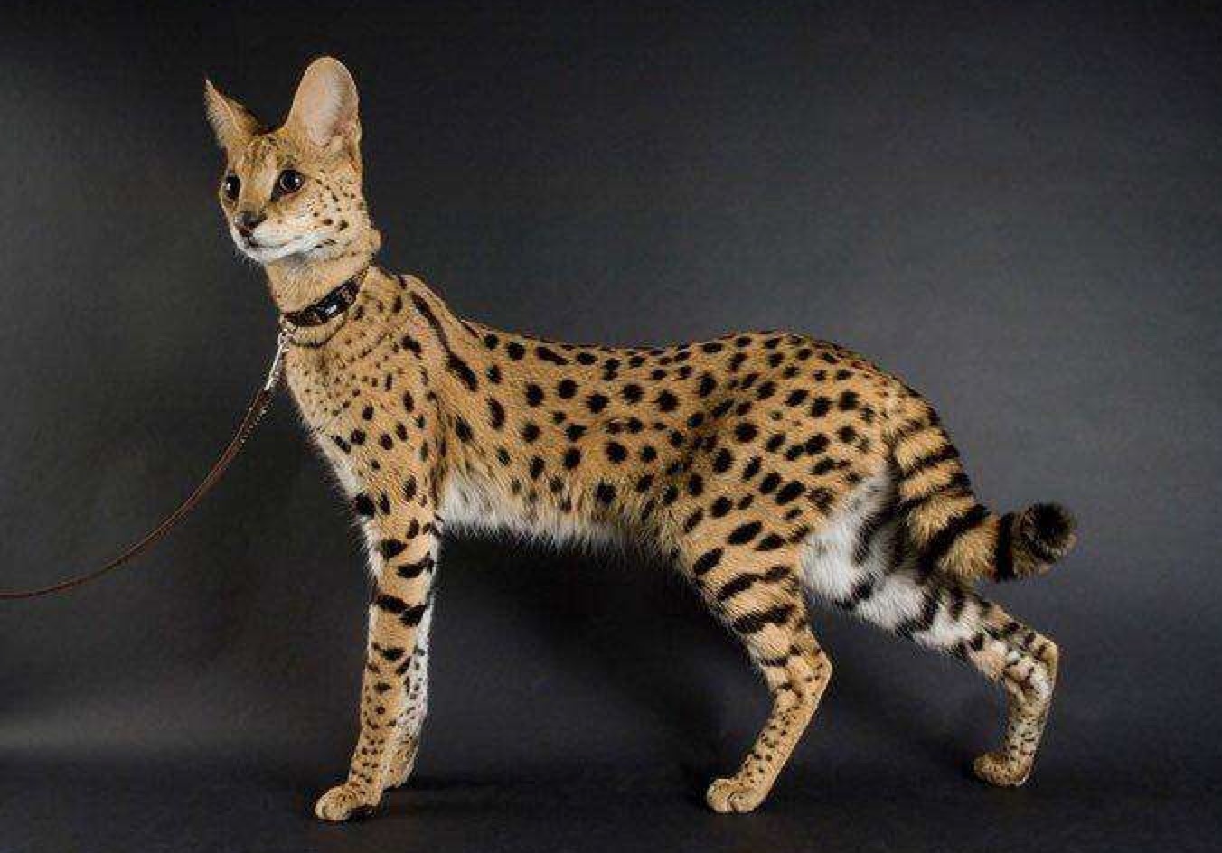 薮猫 正规认证 大型猫 宠物猫活体热带草原猫 全款