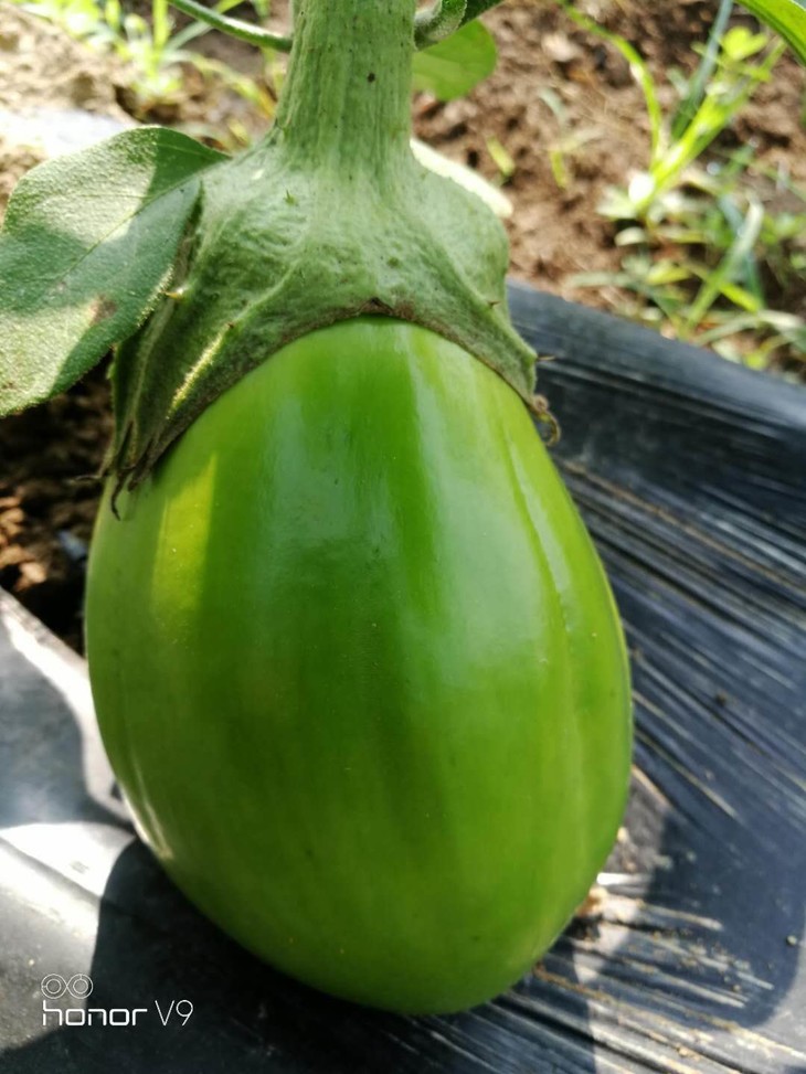 果实长出来就是一幅土肥圆的模样,绿色,果大,肉质绵密柔软 青茄子的