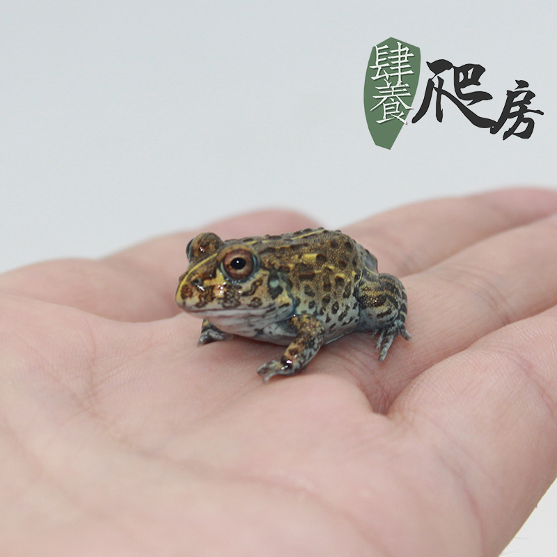 ht非洲牛蛙 非牛 非洲牛箱头蛙 | 小苗大约 4~5cm 左右