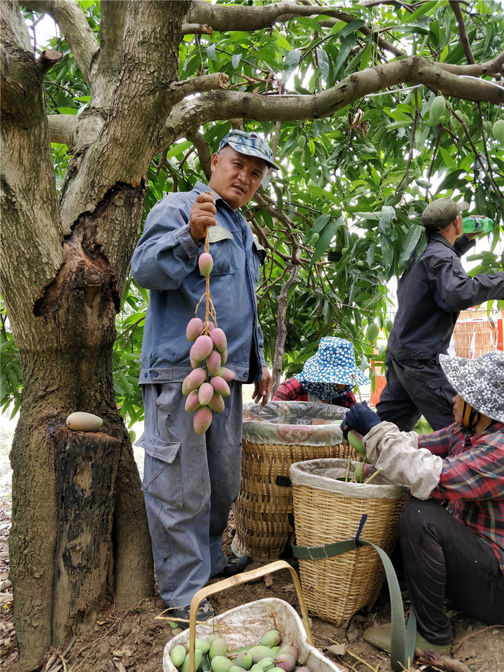 土哆哆元江金凤凰芒果蜜甜核薄明星水果