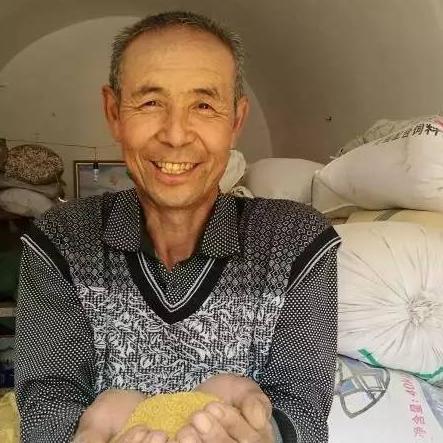 合作生产 | 高原生态小米5斤团购 商品图2