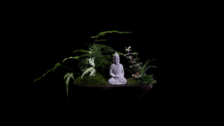 植觉 绿植盆栽室内家居摆件中式禅意盆景苔藓精品植物
