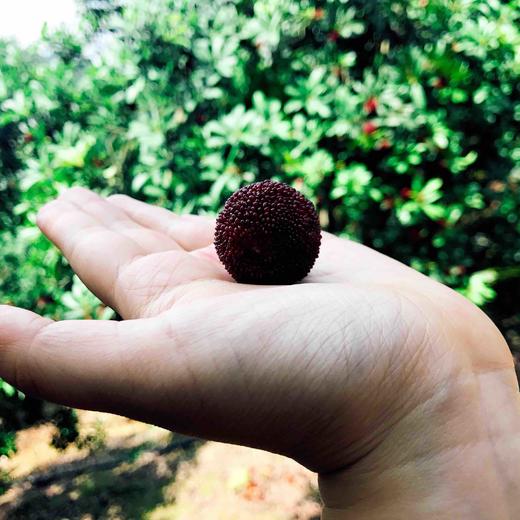 （永久下架）【应季水果】-- 慈溪荸荠杨梅 商品图1