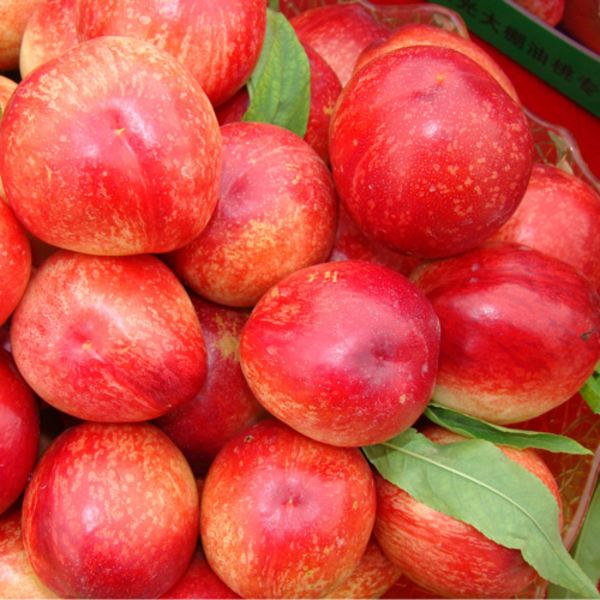 国产油桃桃子 1.5kg 单果约100-150g 新鲜水果