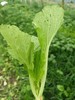 甜芥菜 | 广东惠州特石有机农业【不发广东省外】 商品缩略图0