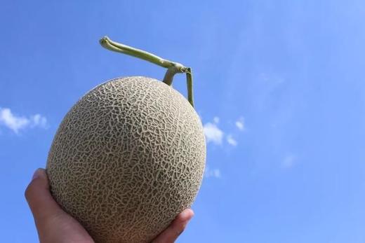 火焰蜜瓜 商品图3