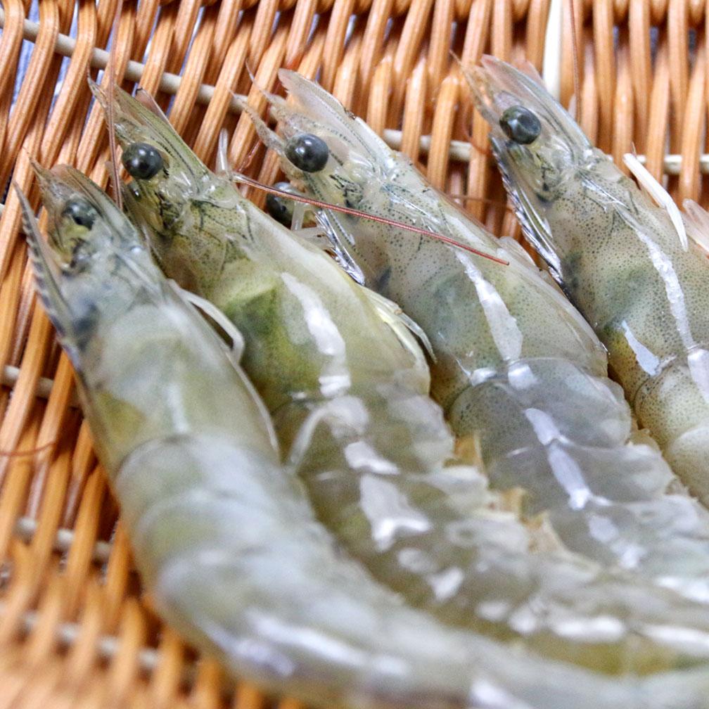 460g脊岭岛生态盐田生虾(26-30只/500g)