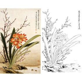 俞致贞竖幅工笔花鸟白描底稿-兰花《君子兰》-多种白描尺寸可选-JV36