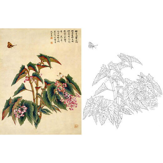 俞致贞工笔花鸟白描底稿-海棠花《银星海棠》-斗方小品册页-JV40 商品图0