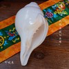 天然印度白海螺尼泊尔八吉祥八供法螺可吹奏左旋密宗法器16-18cm 商品缩略图0