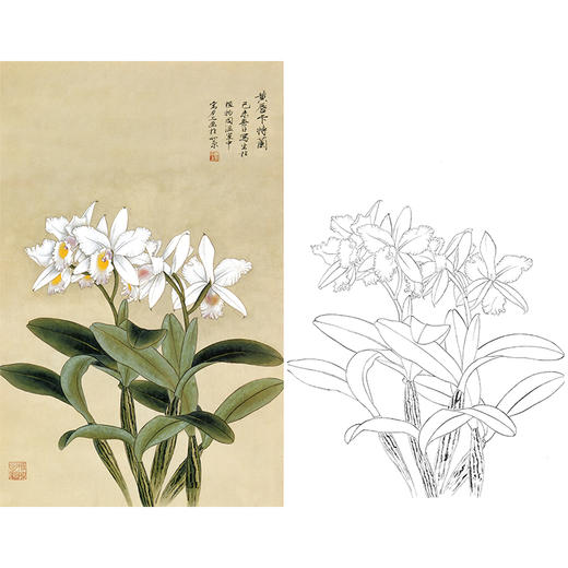 俞致贞竖幅工笔花鸟白描底稿-兰花《黄唇卡特兰》-多种白描尺寸可选-JV42 商品图0