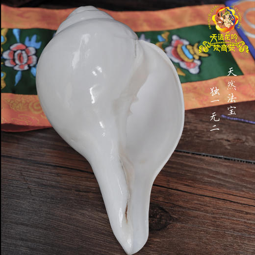 天然印度白海螺尼泊尔八吉祥八供法螺可吹奏左旋密宗法器16-18cm 商品图2