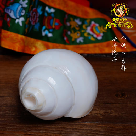 天然印度白海螺尼泊尔八吉祥八供法螺可吹奏左旋密宗法器16-18cm 商品图1
