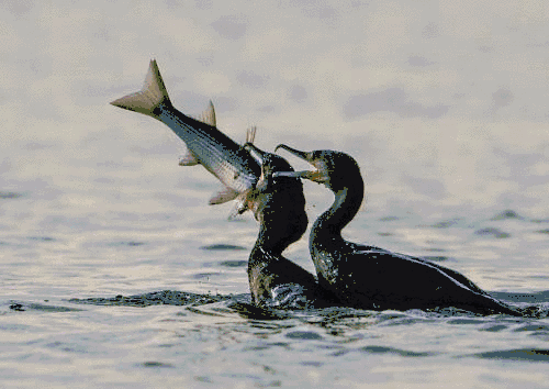 500_354 gif 动态图 动图