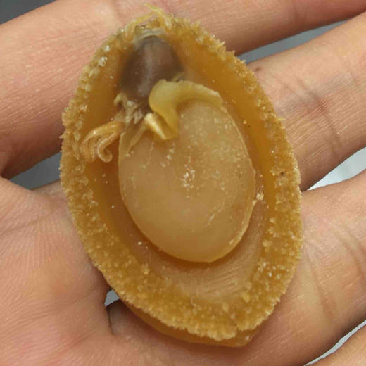 南港渔铺鲍鱼50-60头 （好）500g 商品图2