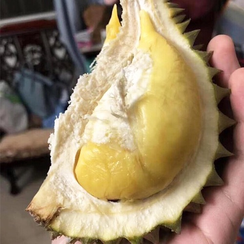巴掌榴莲3.5斤左右
