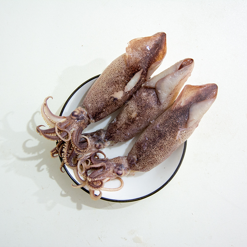 新鲜海兔 海兔籽乌
