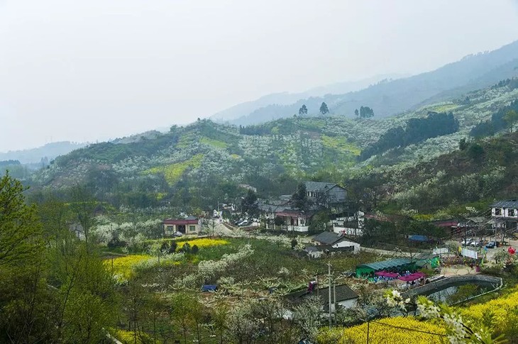 【限量50份抢购】彭州葛仙山杨梅基地1大1小杨梅采摘亲子套票,全园区