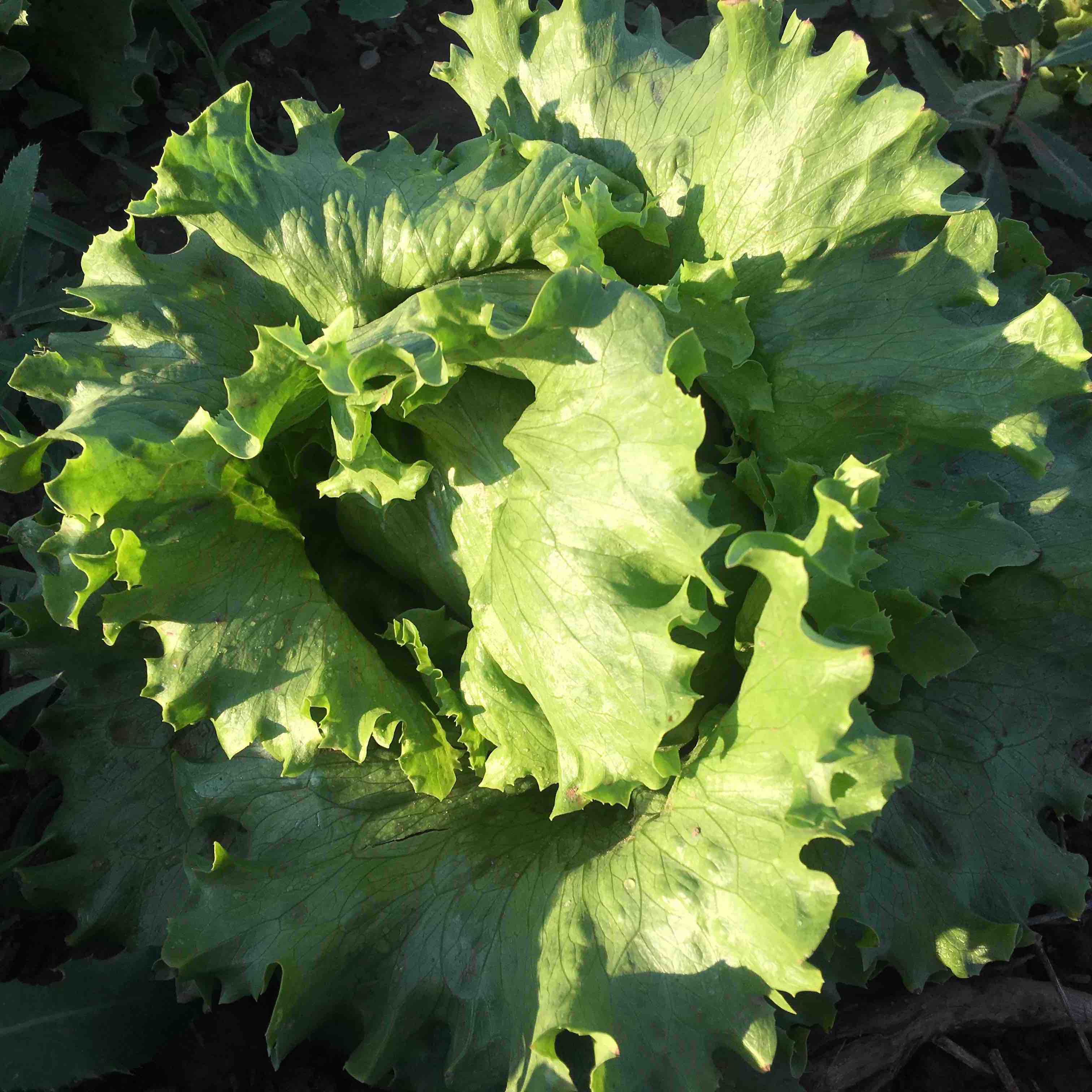 结球生菜 1个