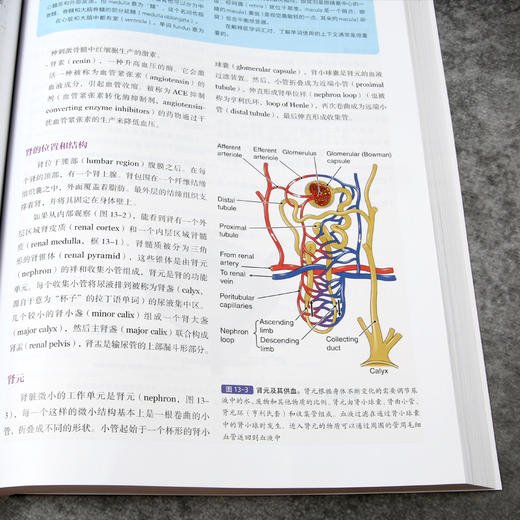 医学术语图解指南 第8版 （医学术语 医学英语 参考应试书 临床医生 实习医生 医学生 护士 护理院校学生） 商品图4