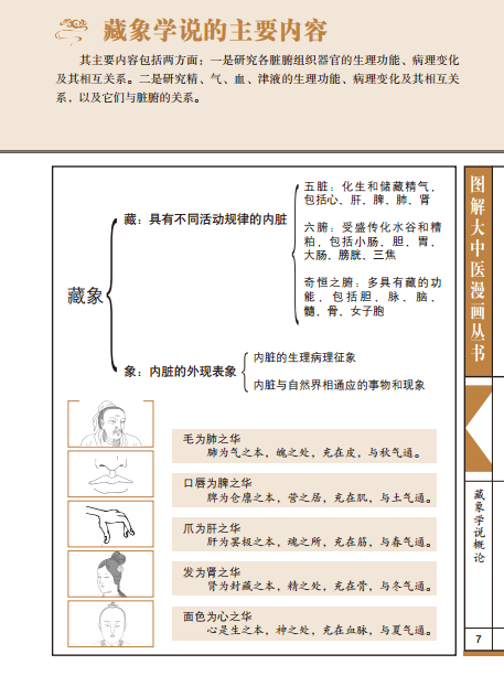 图解大中医漫画丛书:一本就能看懂中医 藏象篇 天津科技正版图书