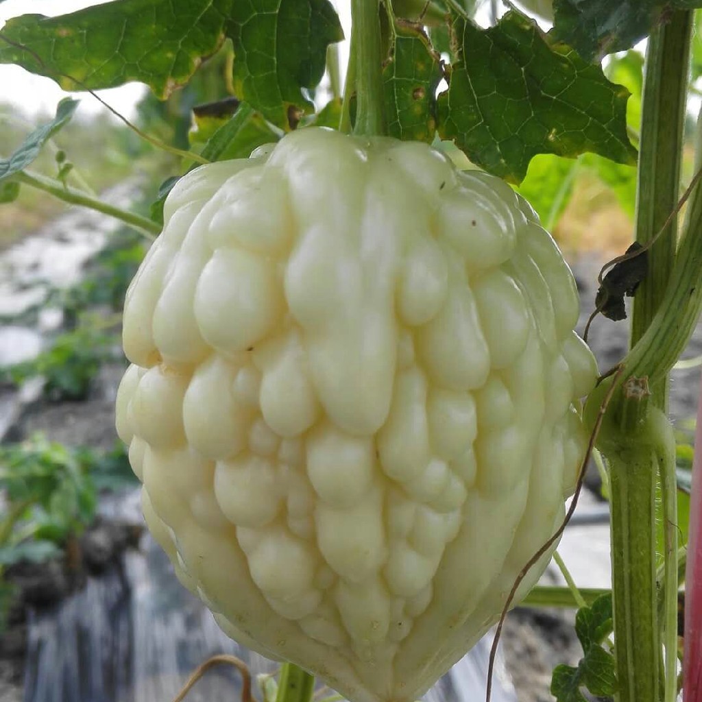 苹果苦瓜