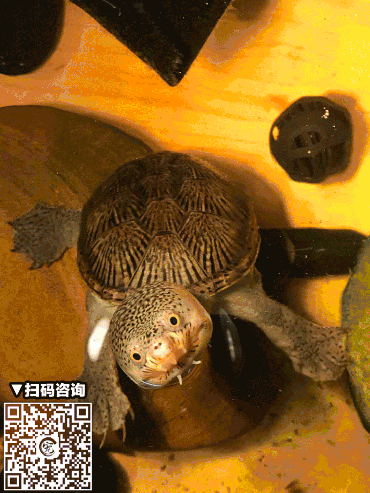 【宠物市集-玩家区】龟类汇总【勿拍,详询客服具体库存】
