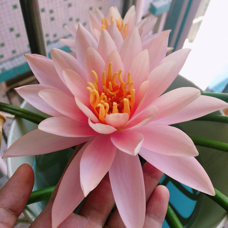 预售||香槟色重瓣睡莲