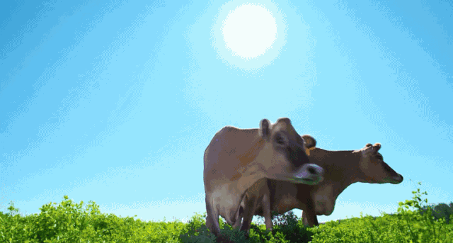 食当季 超薄 牛肉干 (极品牛腱子肉) 下单就送鸡蛋卷饼一罐(180g)