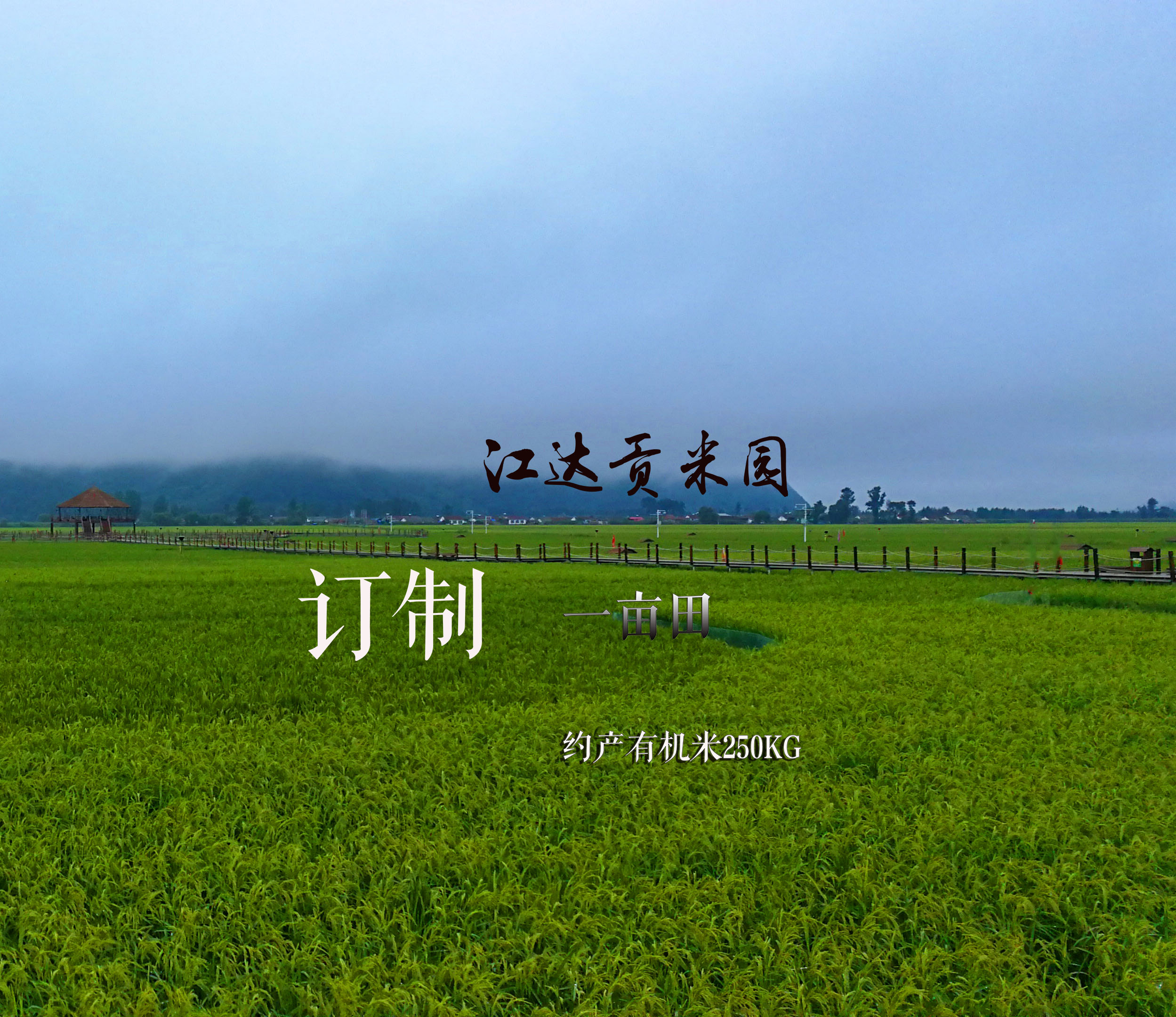 变身农场主 | 订制江达贡米园一亩地 · 约产250kg有机米