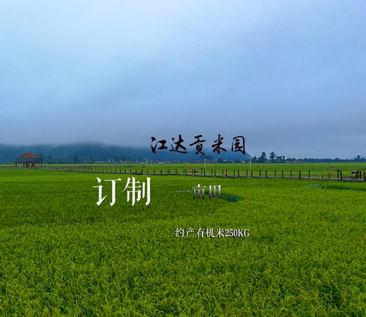 变身农场主 | 订制江达贡米园一亩地 · 约产250kg有机米 商品图0