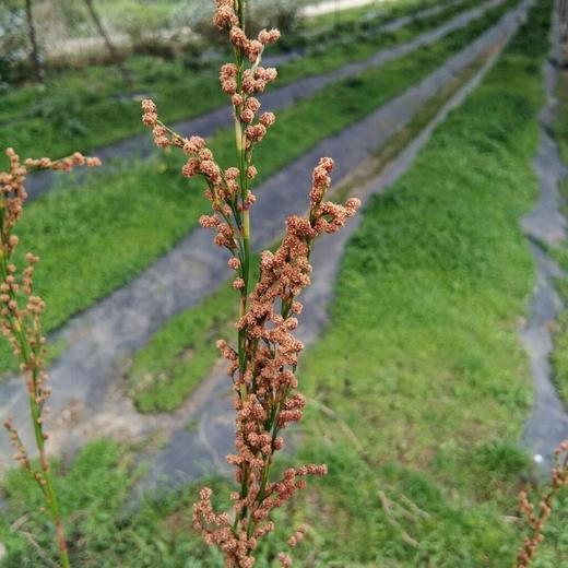 灯芯草，又名幸福草！10扎，枝条75公分左右 商品图5