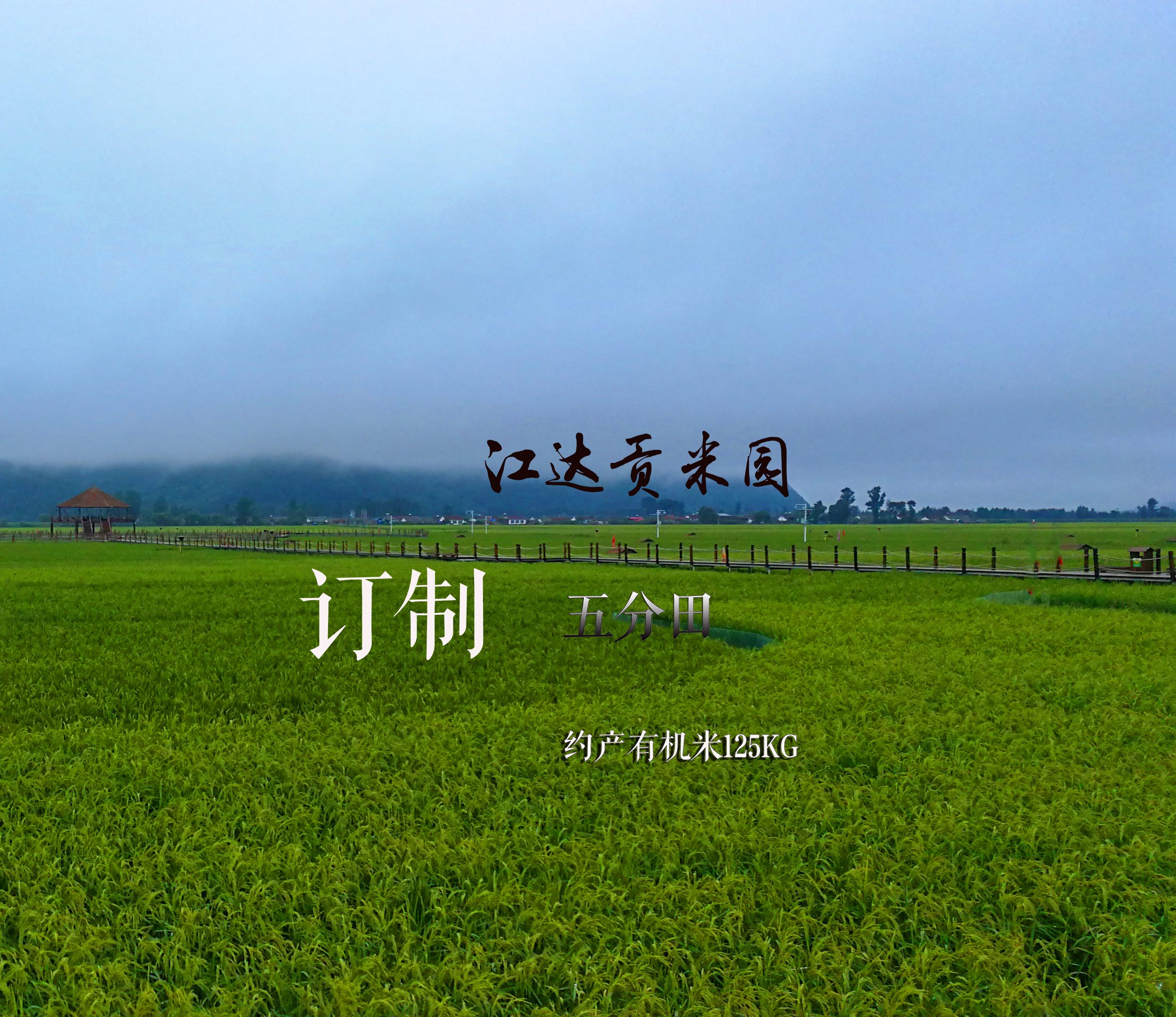 变身农场主 | 订制江达贡米园半亩田 · 约产125kg有机米