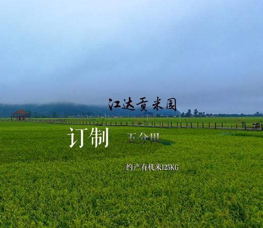 变身农场主 | 订制江达贡米园半亩田 · 约产125kg有机米 商品图0