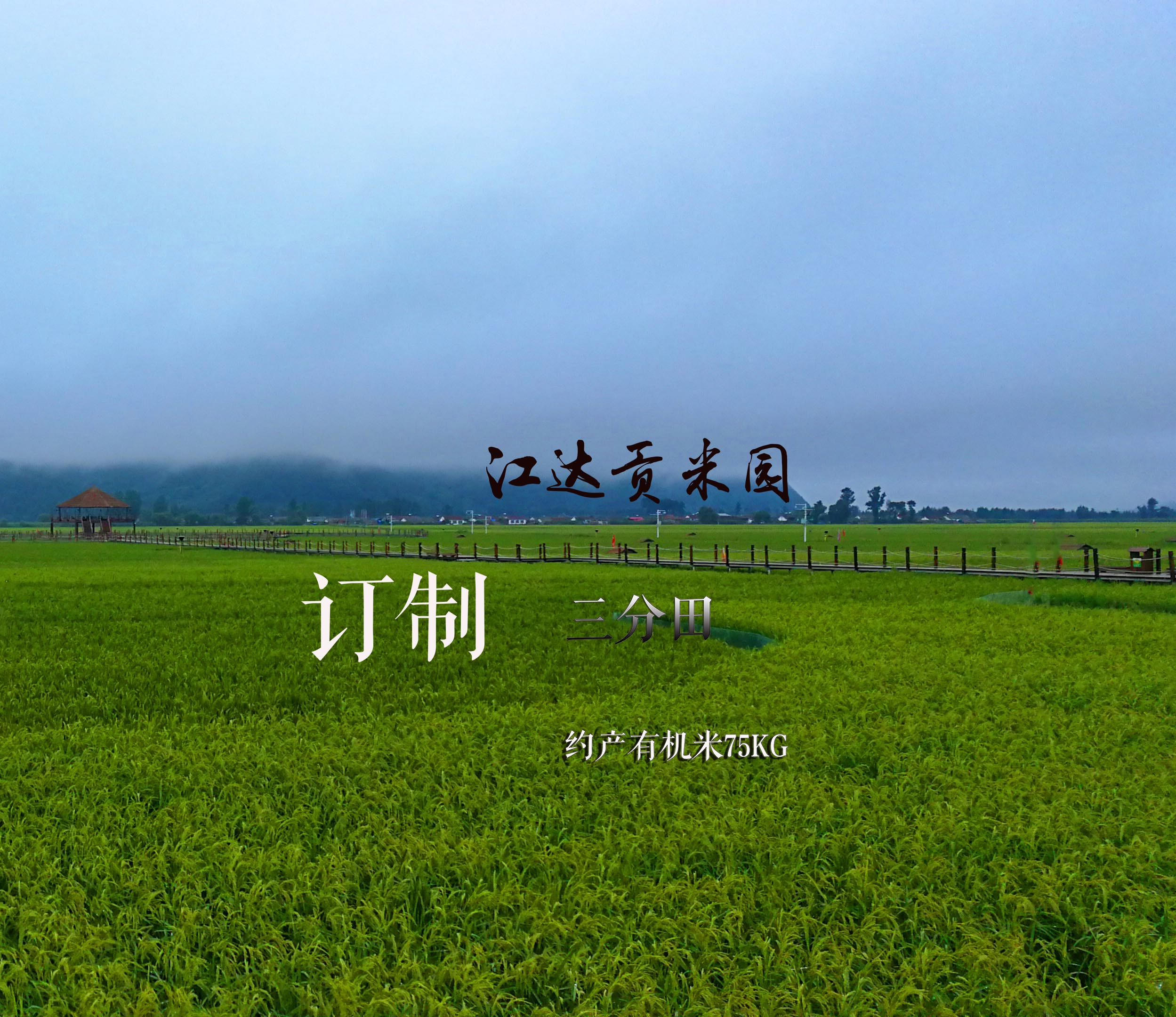 变身农场主 | 订制江达贡米园三分田 ·约产 75kg有机米