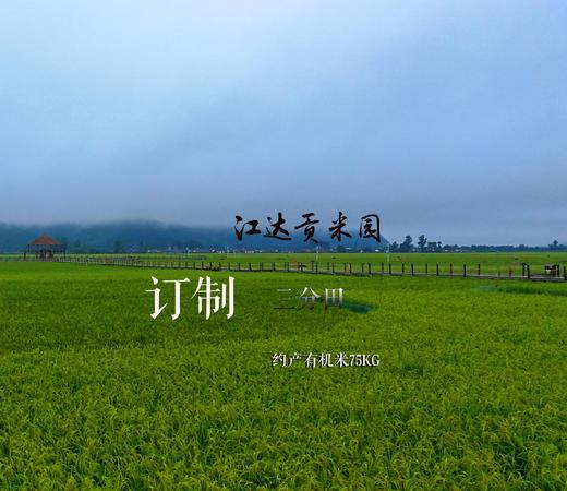 变身农场主 | 订制江达贡米园三分田 ·约产 75kg有机米 商品图0