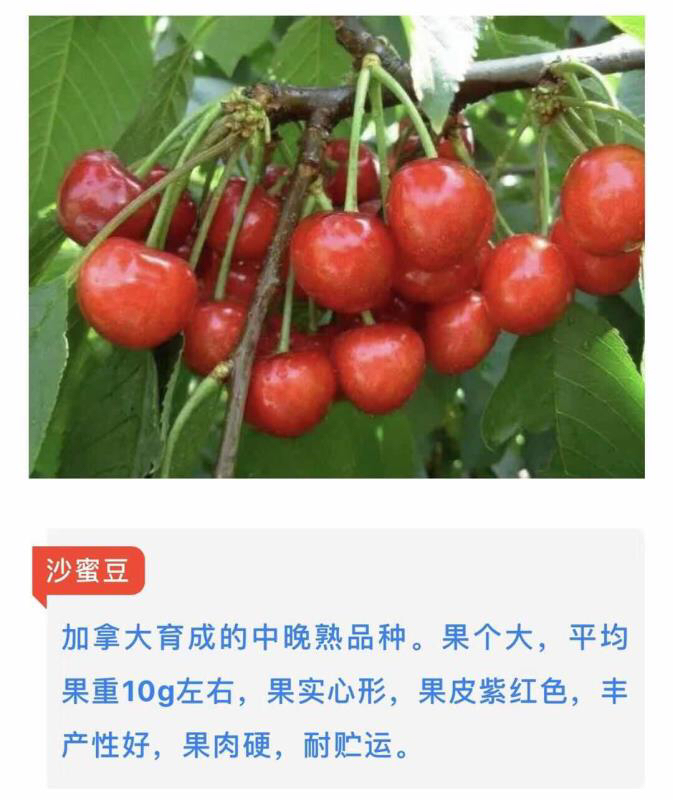 樱桃新鲜大樱桃辽宁大连车厘子新鲜沙蜜豆佳红5斤装