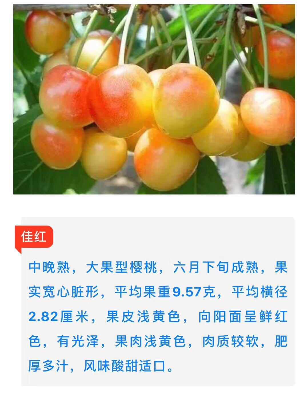 樱桃新鲜大樱桃辽宁大连车厘子新鲜沙蜜豆佳红5斤装