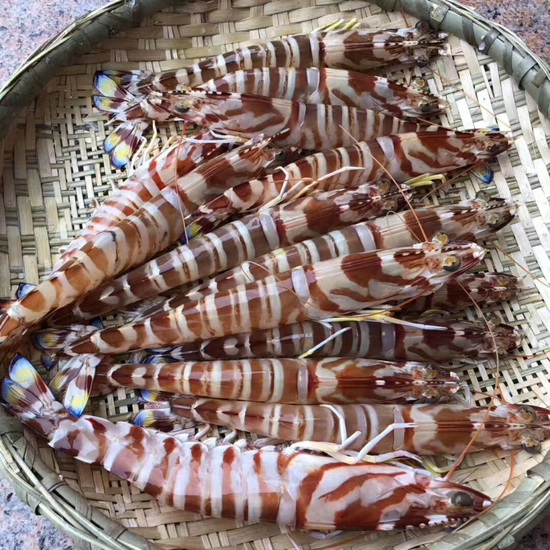 【野生中斑节虾】