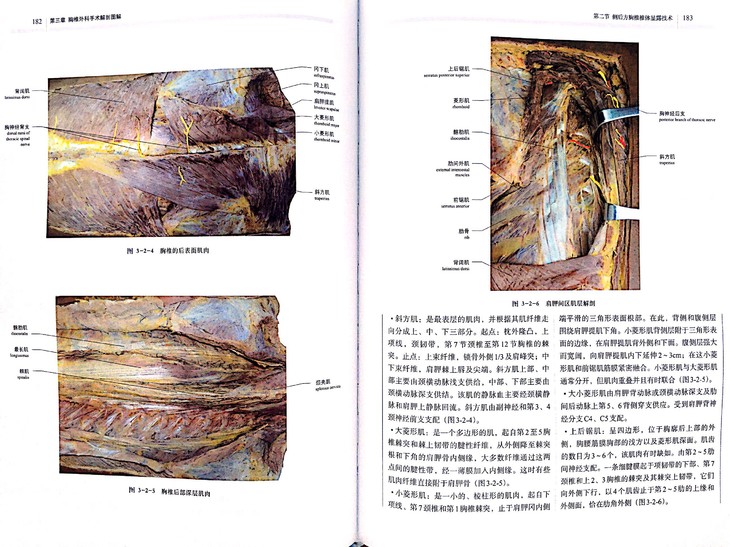 脊柱外科手术解剖图解(第二版 主编:史建刚 袁文 骨今中外